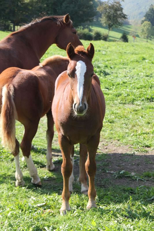 Chevaux