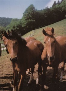 Chevaux