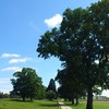 Arbres remarquables
